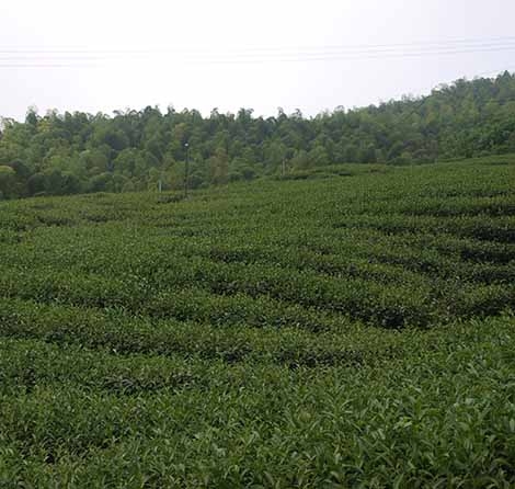 高山茶也是烏龍茶？！