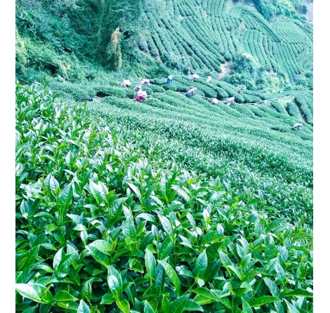 2025台灣高山茶排名，阿里山/杉林溪/梨山，3大高山茶產地，教你這樣挑