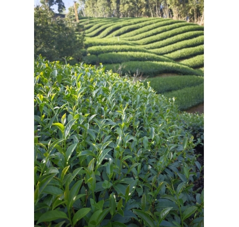 114年鹿谷冬季凍頂烏龍茶比賽茶品質分析｜很多颱風的一年