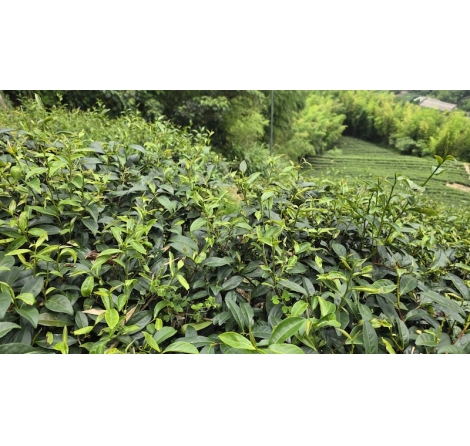 貴妃茶是什麼？認識蜜香貴妃茶的由來、特色與蜜香貴妃茶比賽等級&評鑑標準