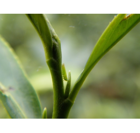 小綠葉蟬是什麼？天然蜜香的秘密，認識蜜香茶、蜜香紅茶與貴妃茶的形成原因