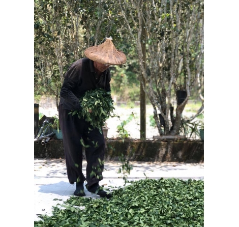 凍頂烏龍茶特色｜你喝的不只是茶，也是一段鹿谷凍頂烏龍的歷史