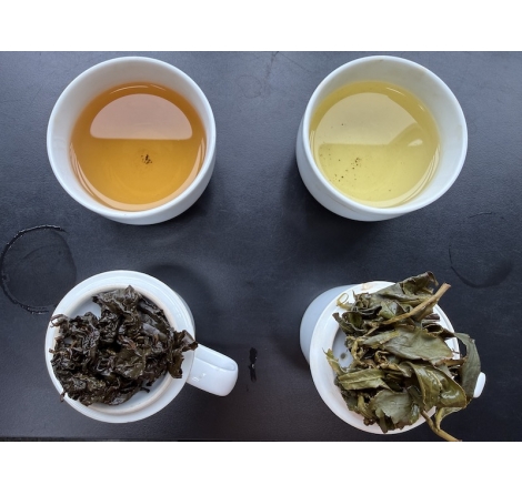 凍頂烏龍茶、高山烏龍茶差別？評茶師從產地、發酵、焙火到風味一次比較