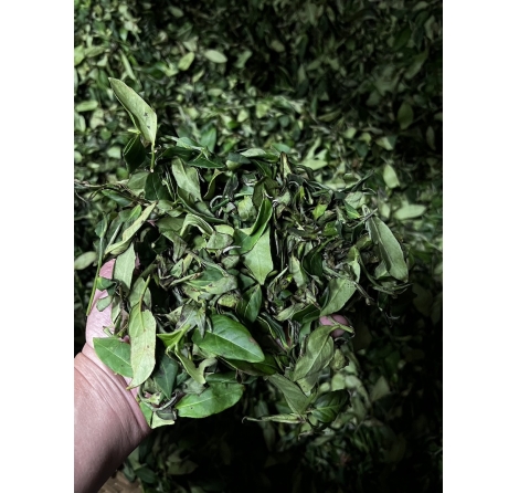 重發酵蜜香貴妃茶怎麼做？從採摘茶菁、萎凋到成品的製茶紀錄｜芯茶濃