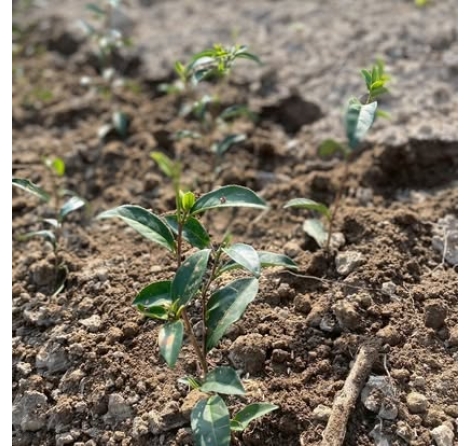 復育鹿谷茶園|青心烏龍種植與傳統凍頂烏龍茶的傳承|芯茶濃 復育鹿谷茶園|青心烏龍種植與傳統凍頂烏龍茶的傳承|芯茶濃