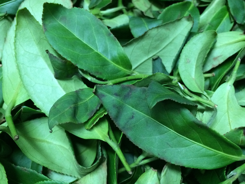 凍頂烏龍茶