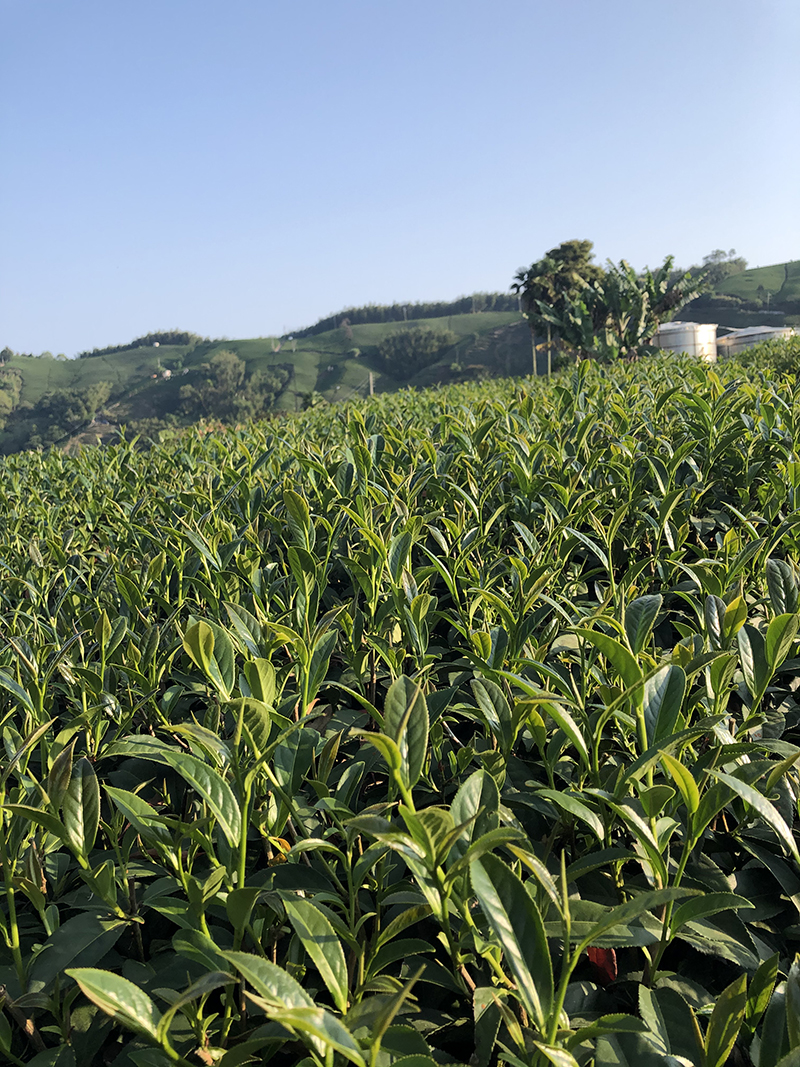 阿里山 春茶