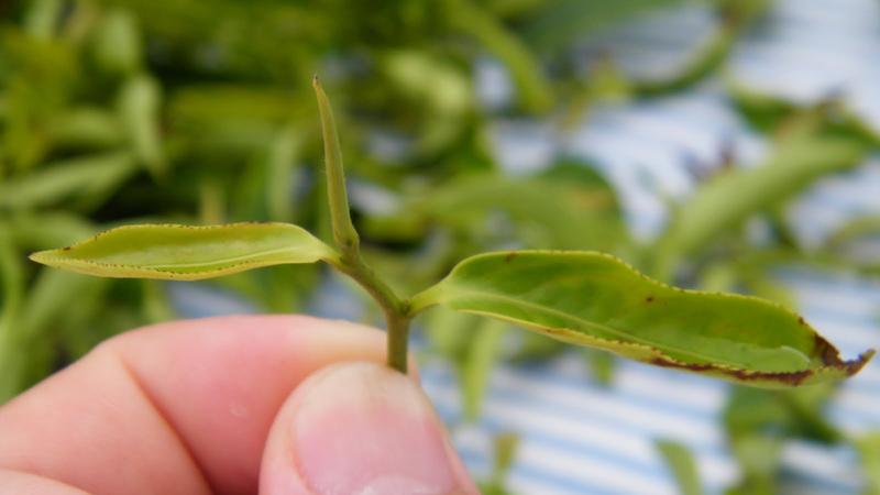 著小綠葉蟬吸食的茶菁
