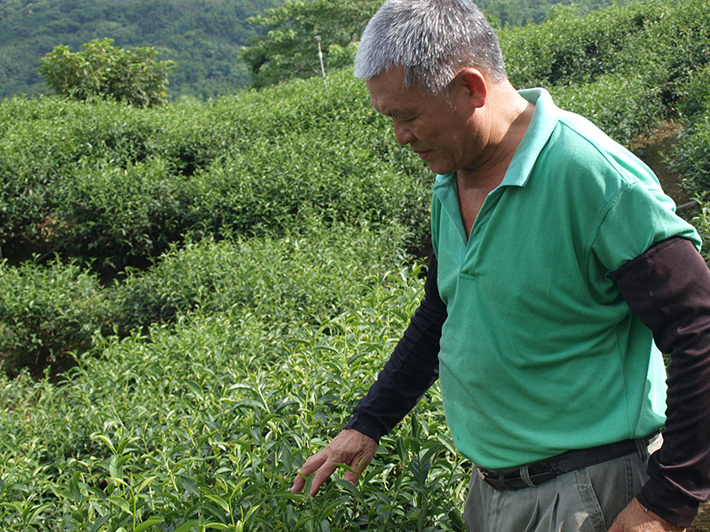 芯茶濃 曾達坤