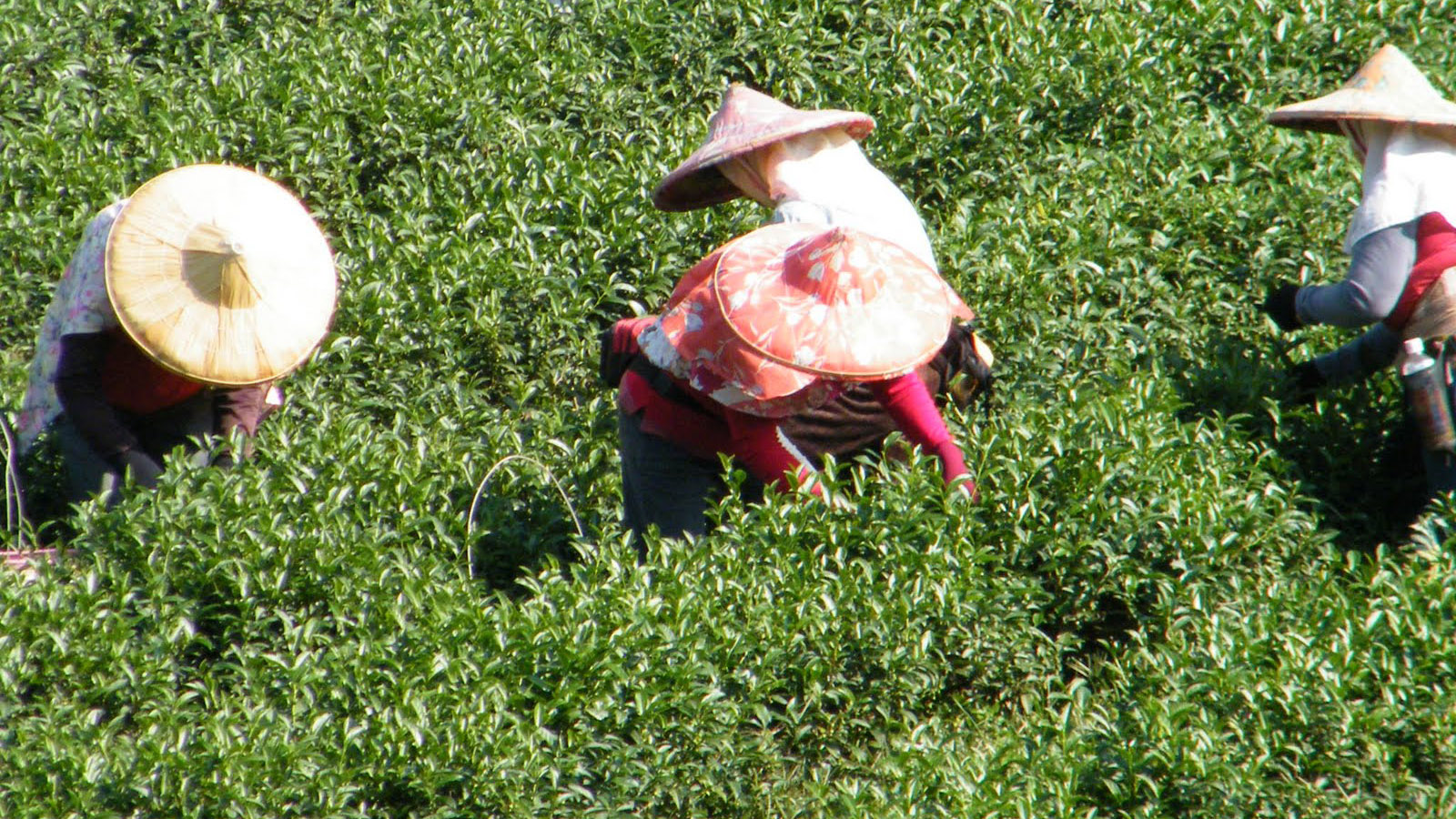 手工採摘：人工採摘一心二葉的茶菁