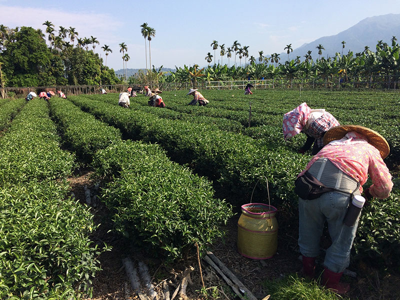 手工採摘：人工採摘一心二葉的茶菁