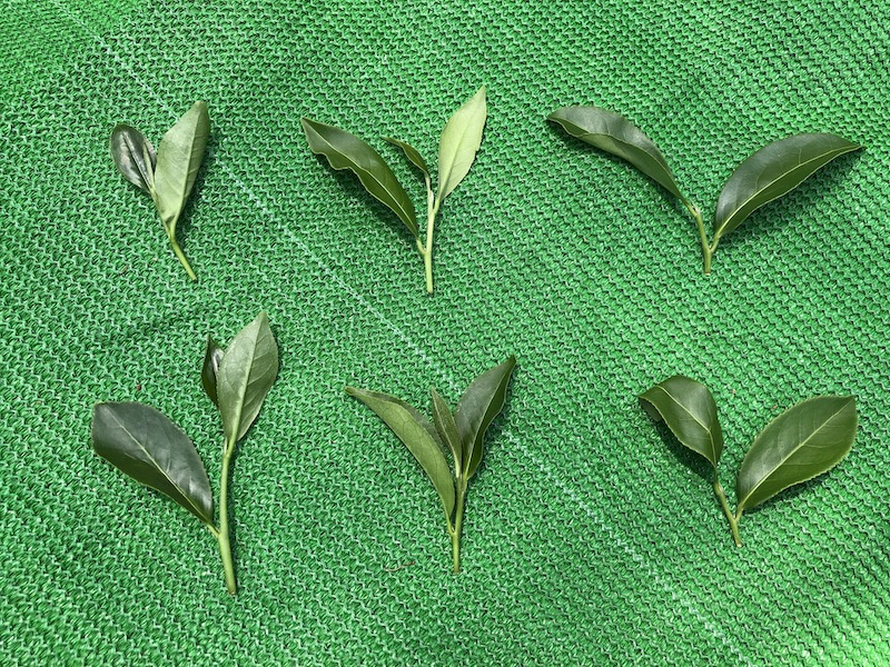 適合傳統凍頂烏龍製作的成熟對口芽茶菁
