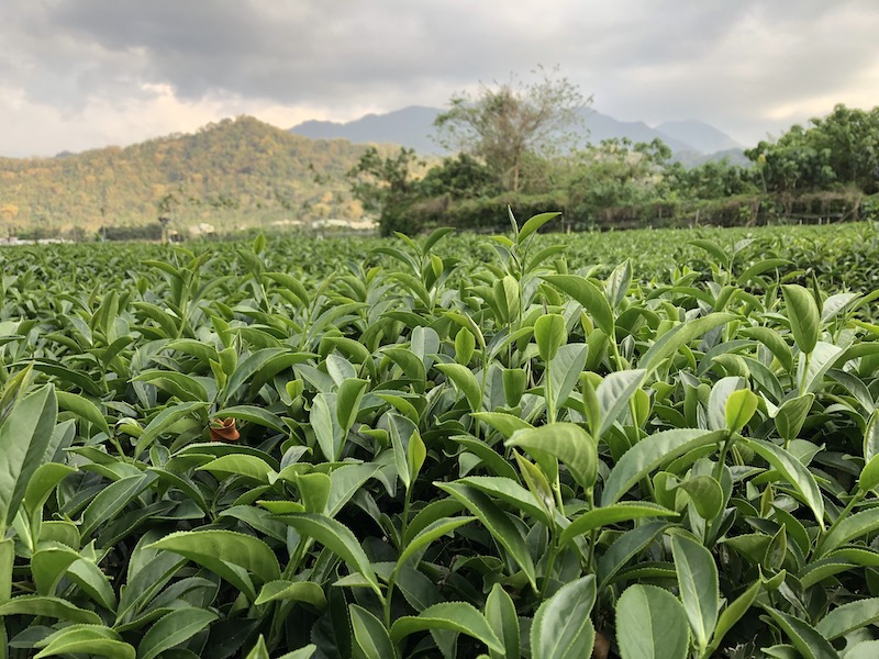 凍頂烏龍茶 茶菁成熟度