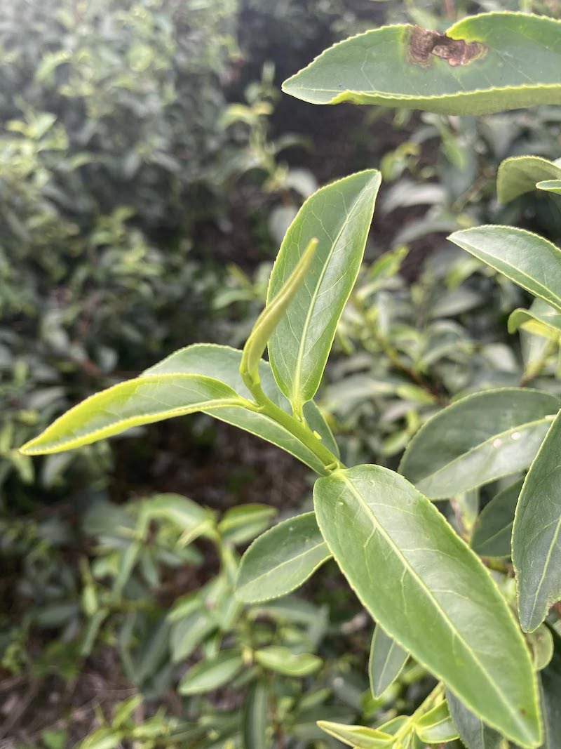 小綠葉蟬
