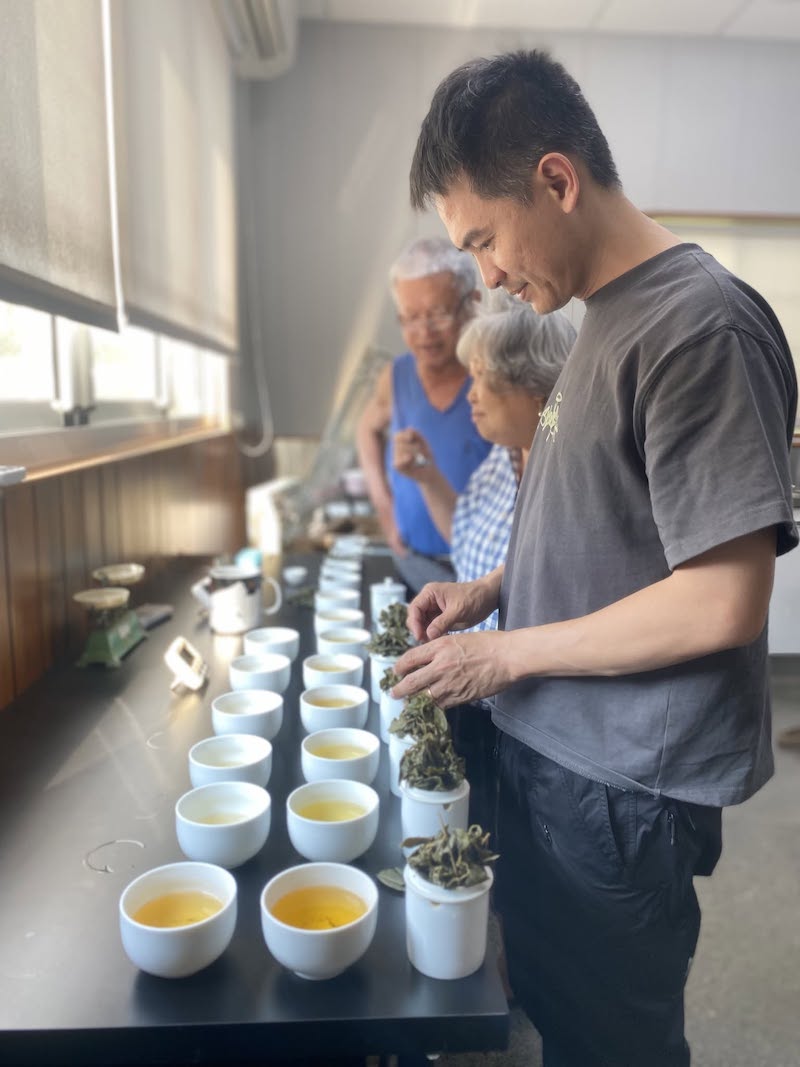 毛茶杯測 看茶焙茶