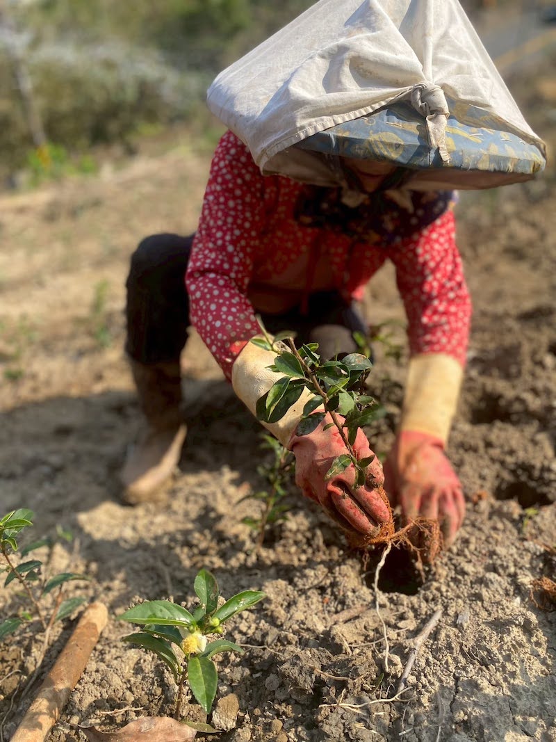鹿谷茶園新種植的青心烏龍茶苗