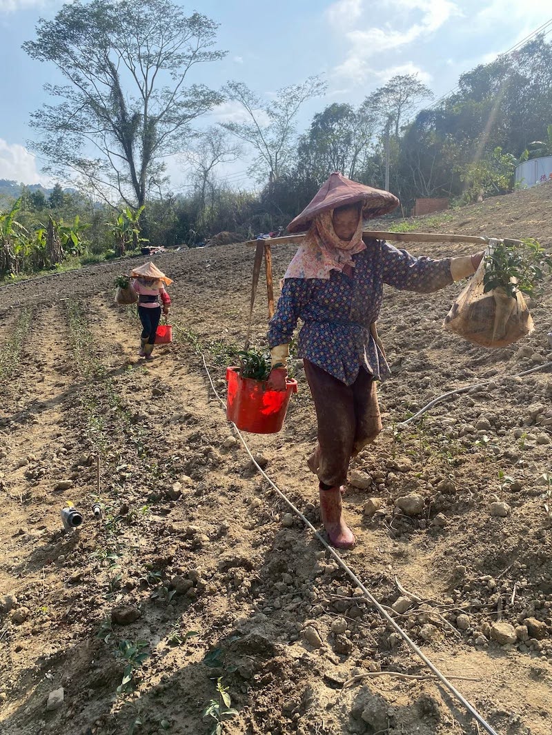 鹿谷新茶園整地與青心烏龍種植環境