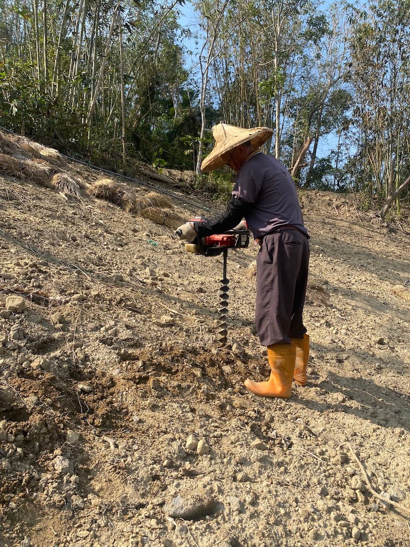 芯茶濃製茶師坤哥與鹿谷青心烏龍茶園