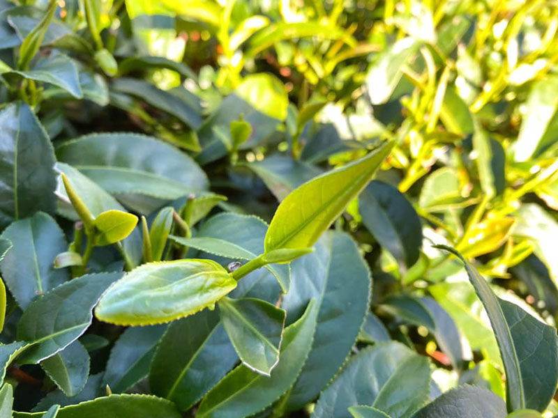 台灣奇萊山蜜香烏龍茶∣ 鹿谷【芯茶濃】產地直送