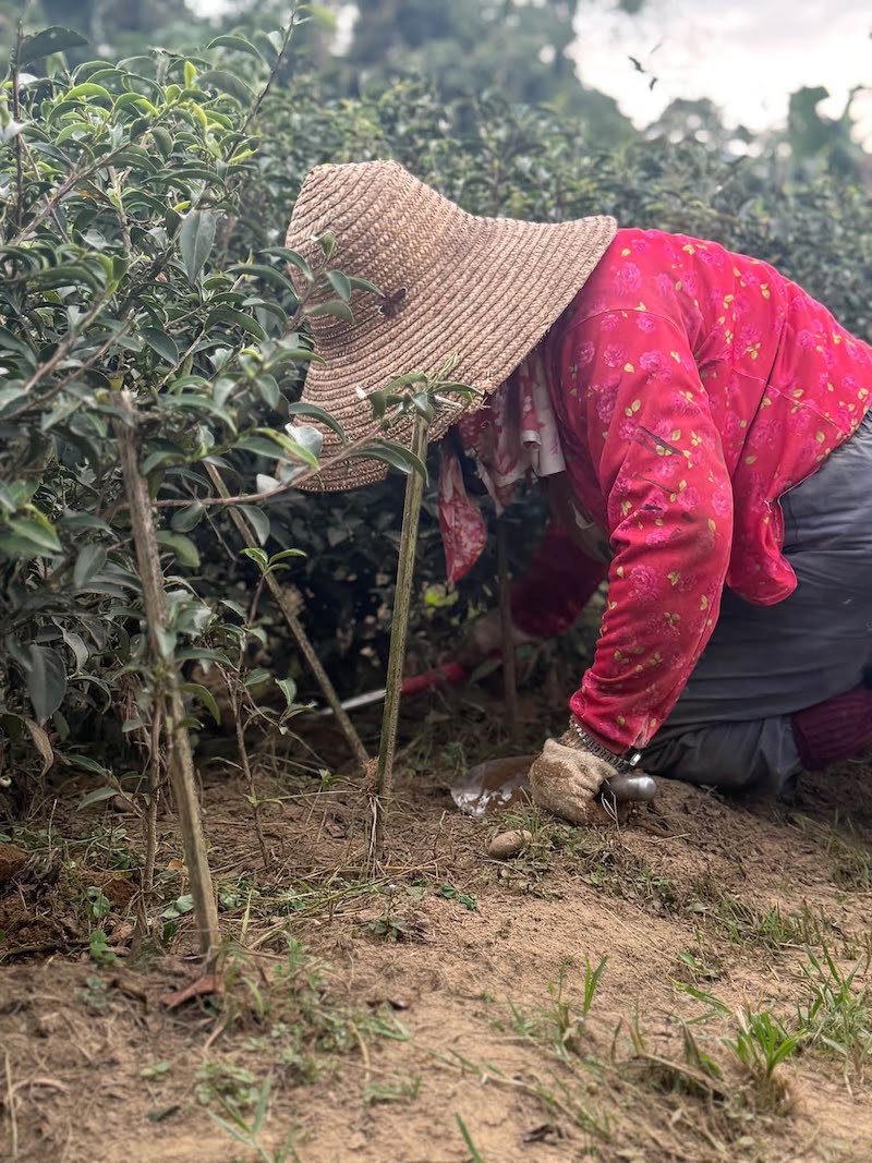 青心烏龍茶苗補植與茶園日常管理