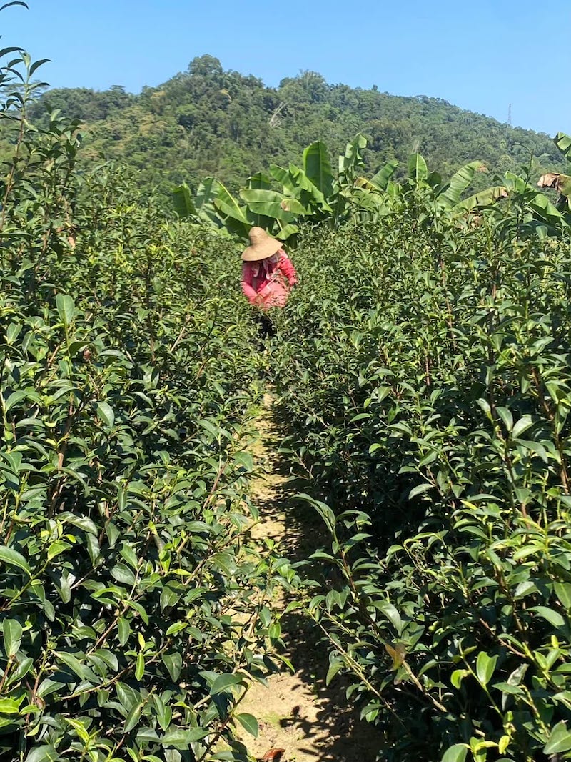 芯茶濃復育鹿谷茶園的青心烏龍茶樹生長情形