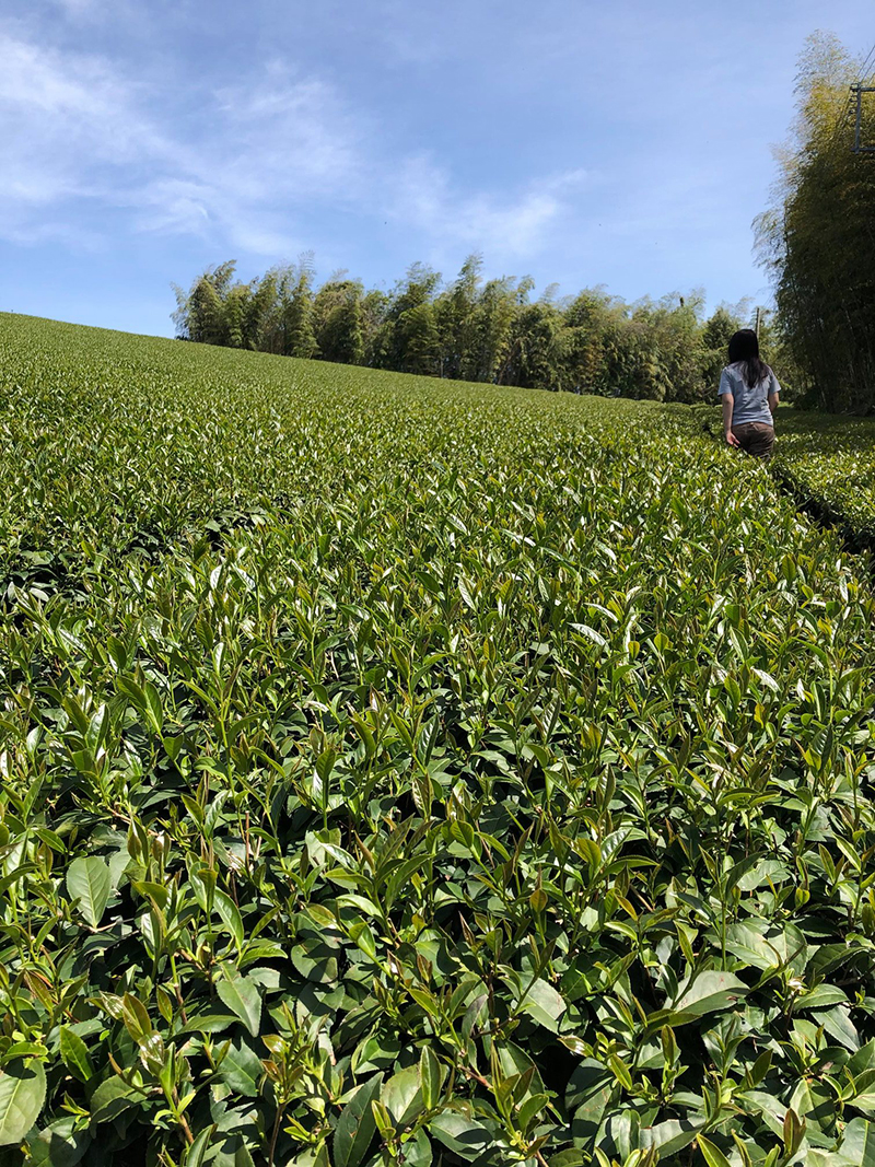 阿里山高山茶