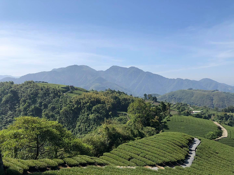 阿里山高山茶