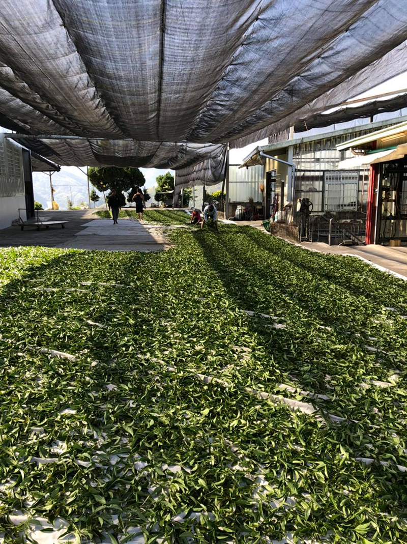 阿里山高山茶