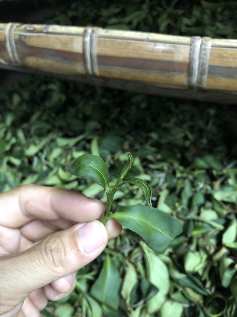 蜜香烏龍茶