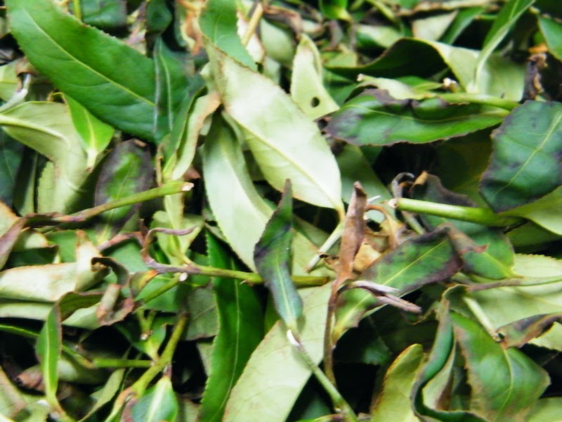 凍頂烏龍茶 綠葉鑲紅邊