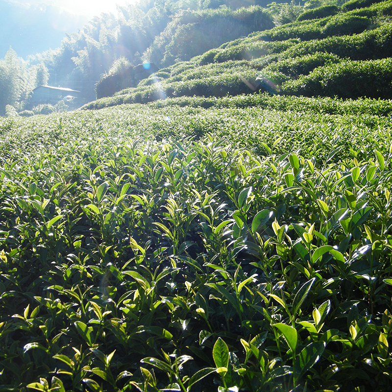 高山小葉種紅茶