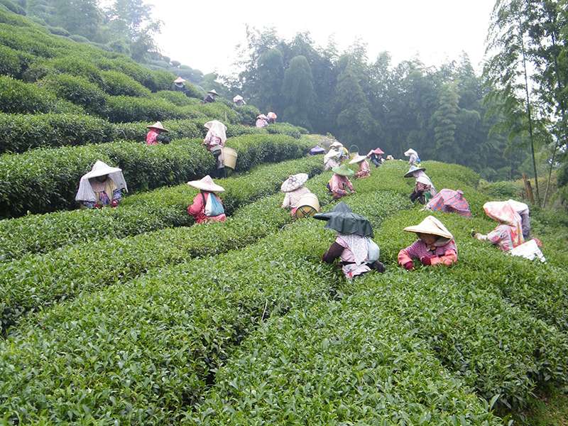高山小葉種紅茶採摘