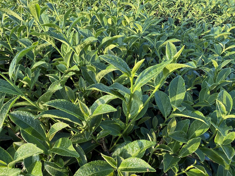 114年鹿谷凍頂烏龍茶 冬茶