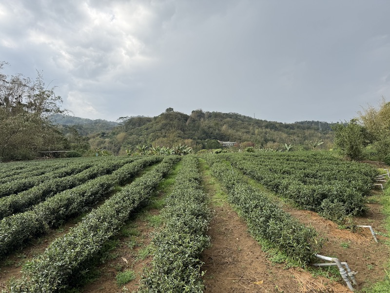 前期乾旱的鹿谷茶園