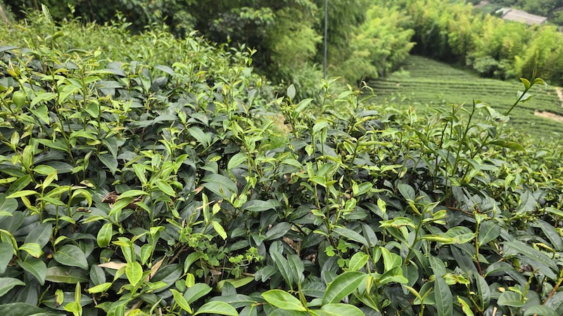 貴妃茶的原料，茶菁需受茶小綠葉蟬之吸食