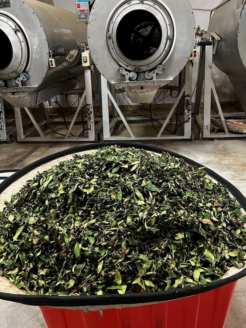 蜜香貴妃茶炒菁前較重發酵茶菁