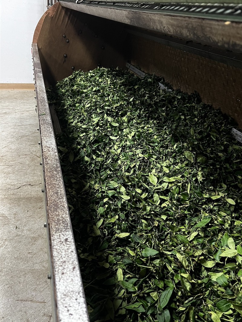 鹿谷蜜香貴妃茶發酵過程茶菁變化