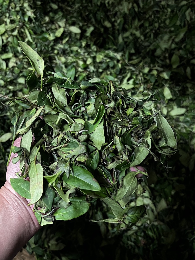 蜜香貴妃茶室內萎凋發酵茶菁