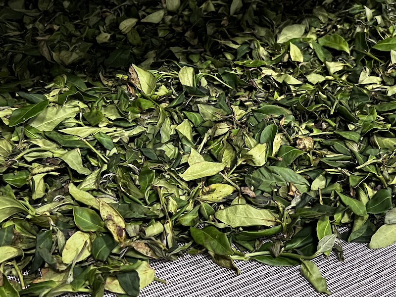 蜜香貴妃茶室內萎凋與較重發酵製茶過程