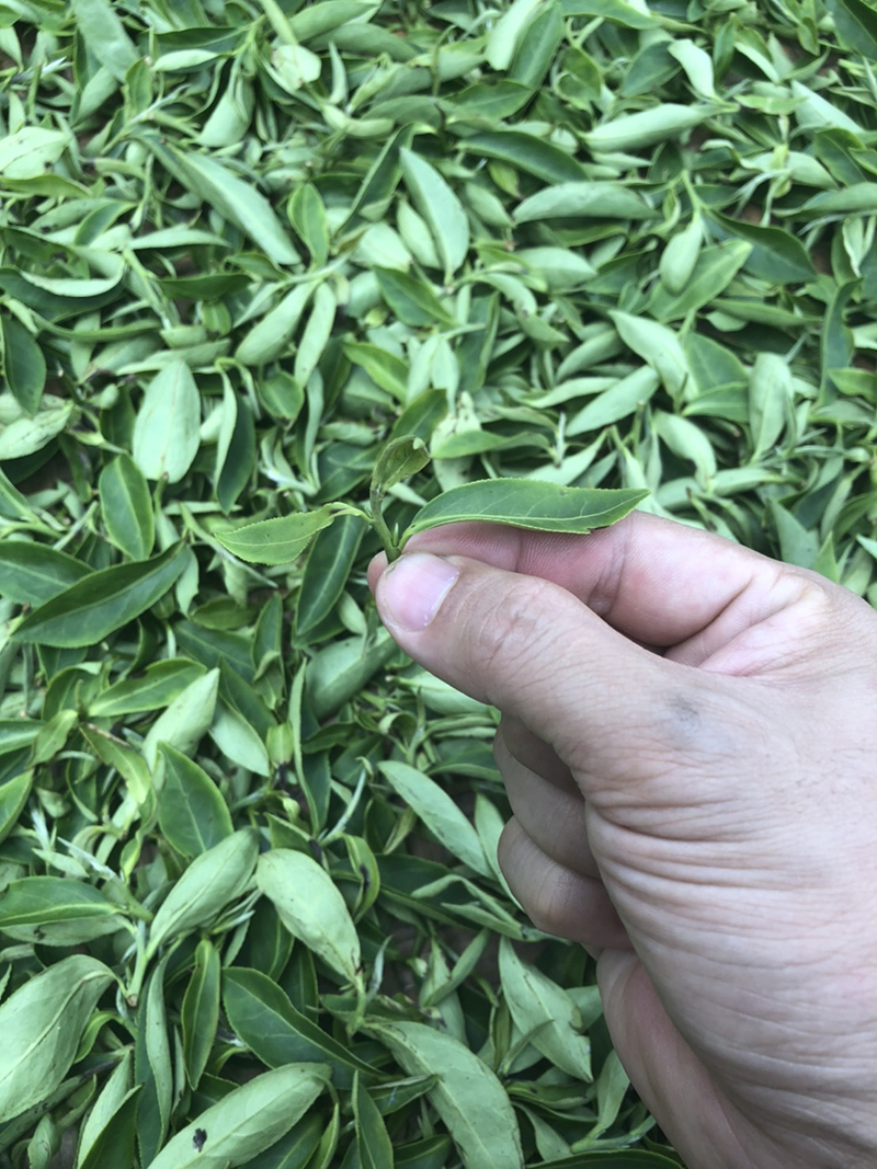 2020蜜香茶 2020蜜香茶