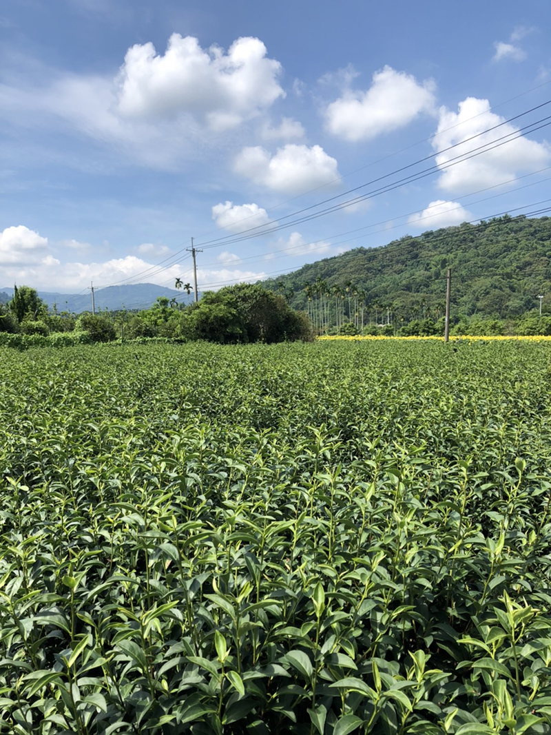2020蜜香烏龍茶 2020蜜香烏龍茶