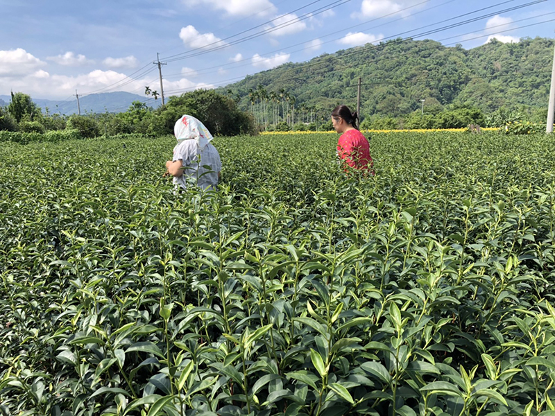 2020蜜香烏龍茶 2020蜜香烏龍茶