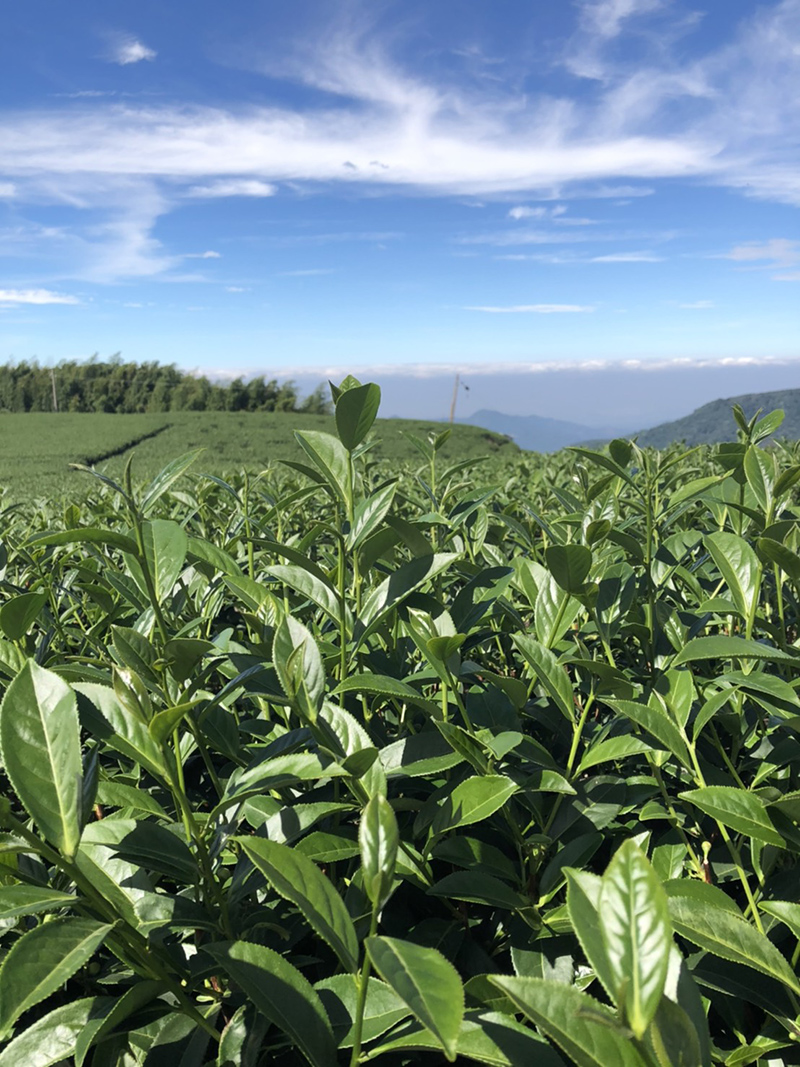 烏龍茶 冬茶