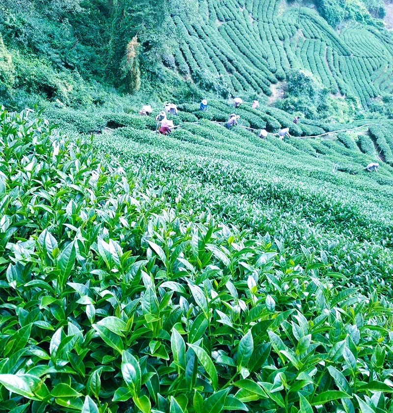 2025台灣高山茶排名，阿里山/杉林溪/梨山，3大高山茶產地，教你這樣挑