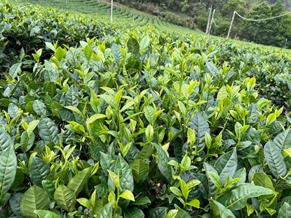 日月潭紅茶有哪些特色？