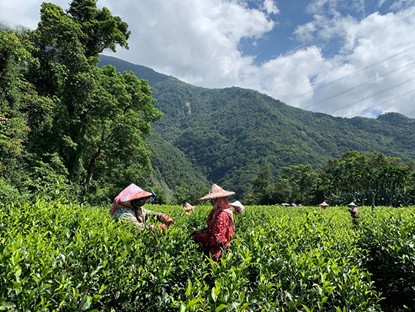 日月潭紅玉紅茶，茶園產地直送