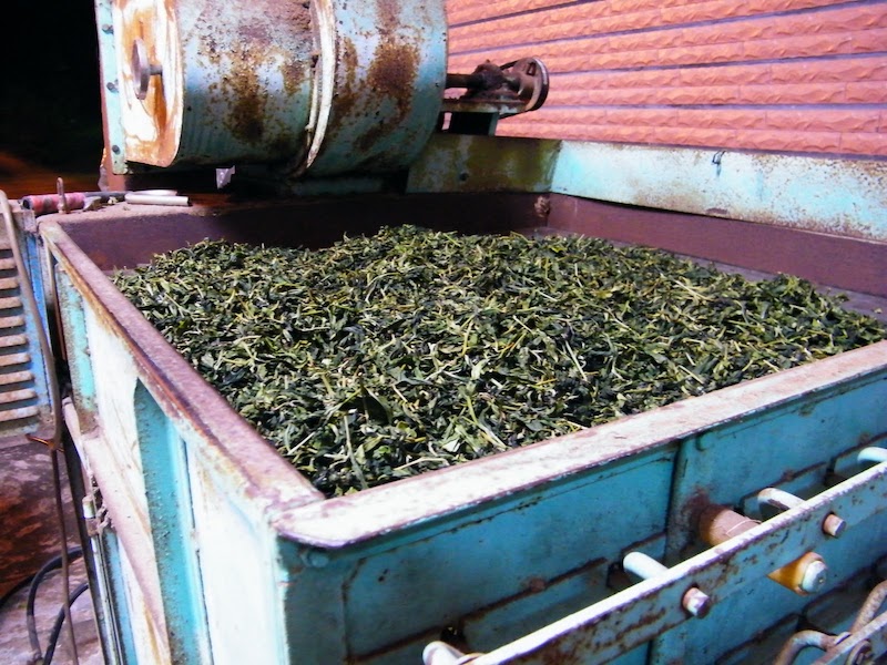 凍頂烏龍茶 乙種 乾燥機