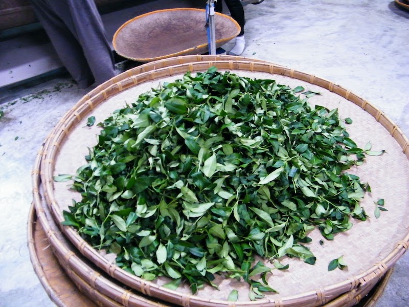 凍頂烏龍茶併堆完 準備炒菁