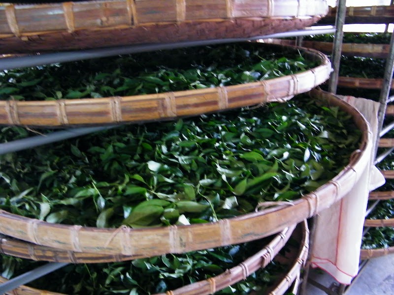 凍頂烏龍茶室內萎凋