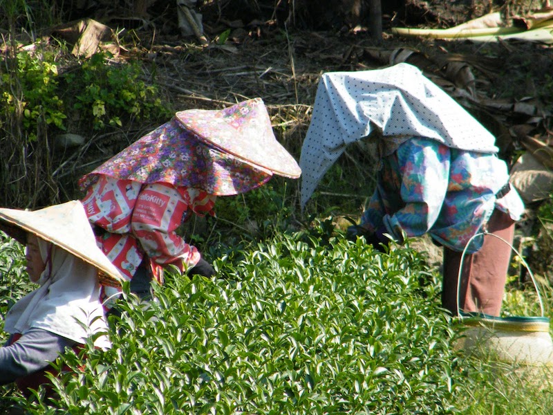 凍頂烏龍茶採收